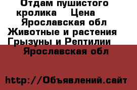 Отдам пушистого  кролика  › Цена ­ 0 - Ярославская обл. Животные и растения » Грызуны и Рептилии   . Ярославская обл.
